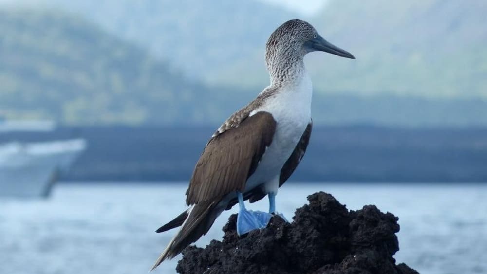 A bird perched on a rock by the water.