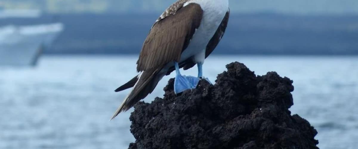 A bird perched on a rock by the water.