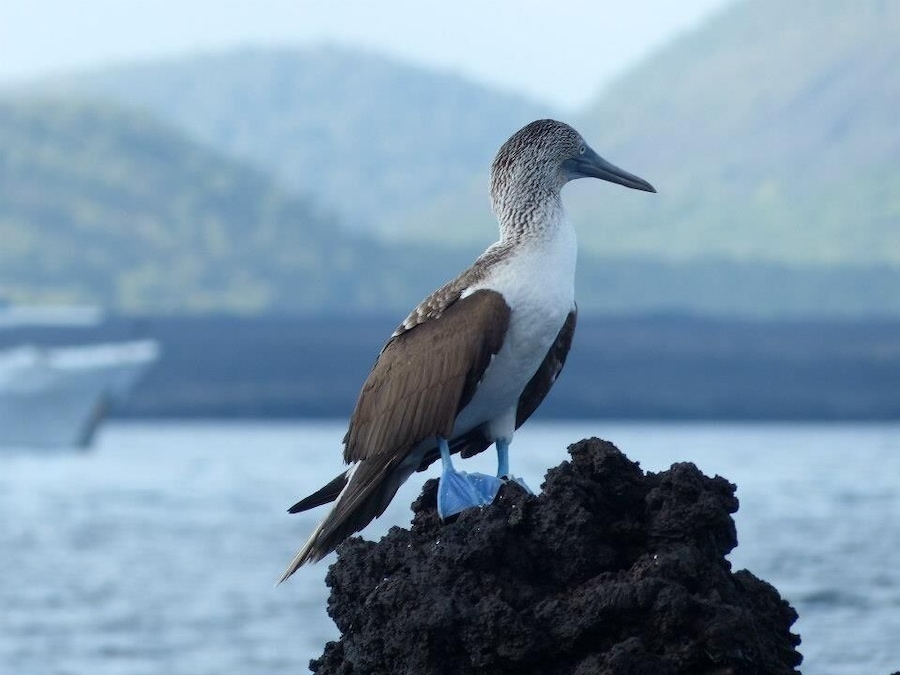 A bird perched on a rock by the water.