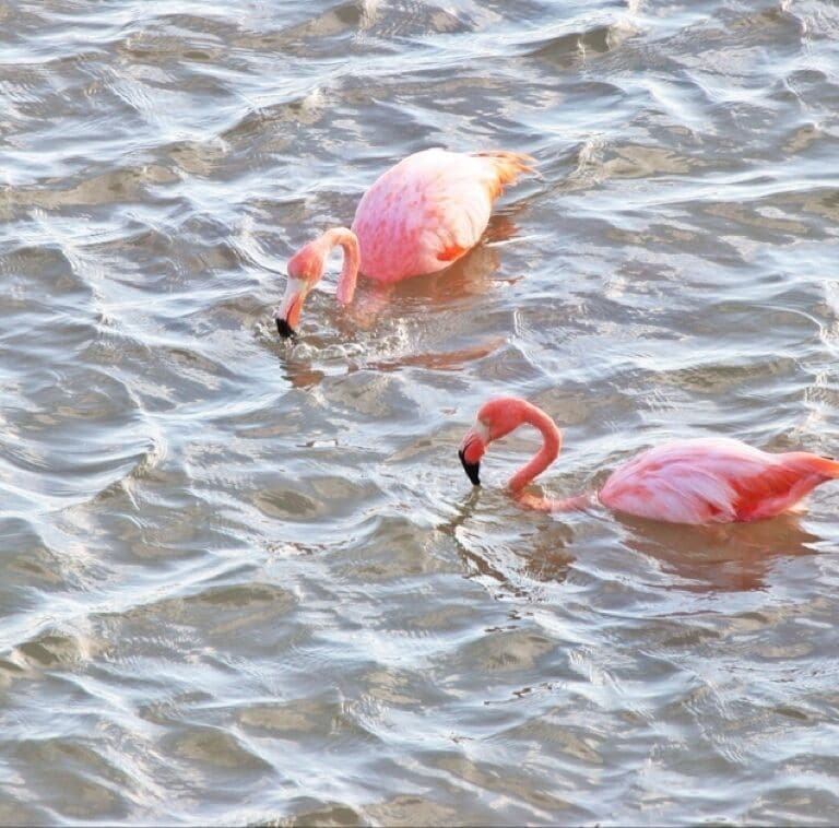 Greater flamingos feeding in the brackish lagoon.