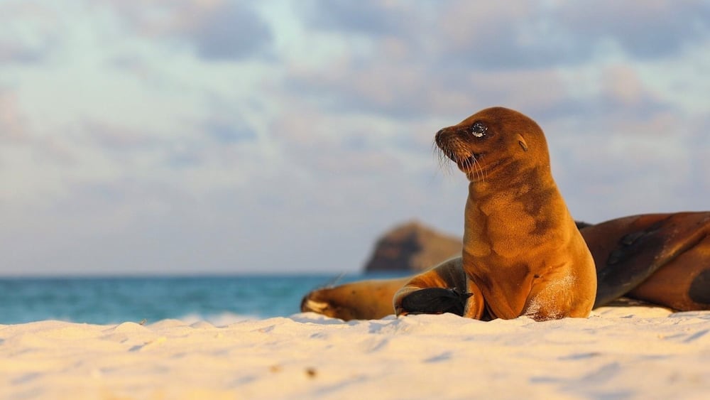 A seal on a sandy beach with the ocean in the background.