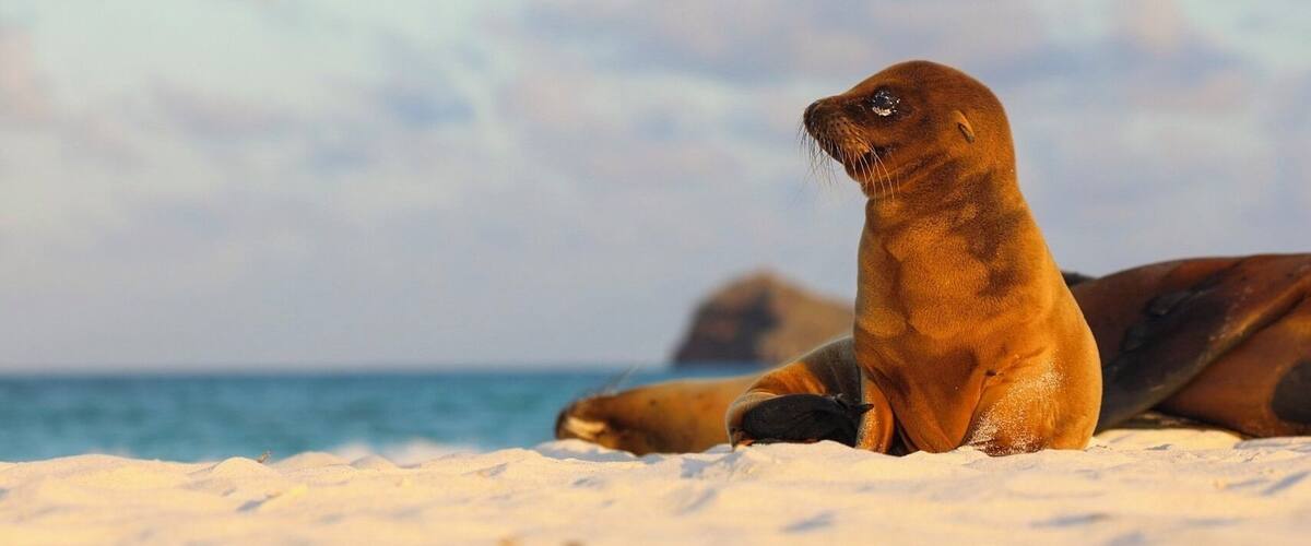 Ein Seehund am sandigen Strand, im Hintergrund das Meer.
