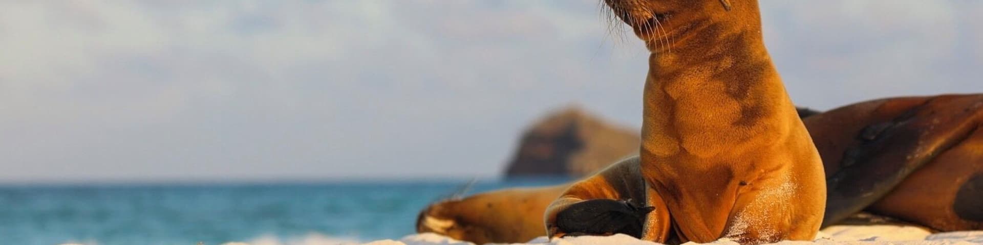 A seal on a sandy beach with the ocean in the background.