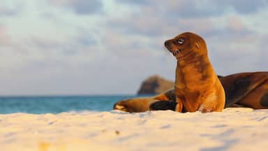 Una foca en una playa arenosa, con el océano al fondo.