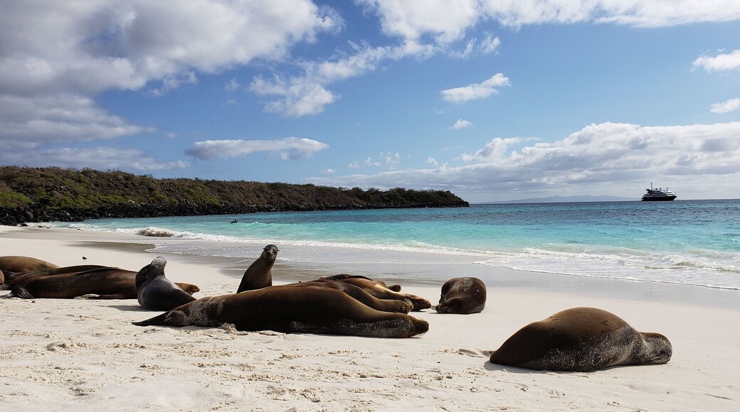 Sea lions soaking in some rays on the island of espanola in the Galapagos. Unfortunately no mai tai's on this beach. #LifeAtExpedia #nature