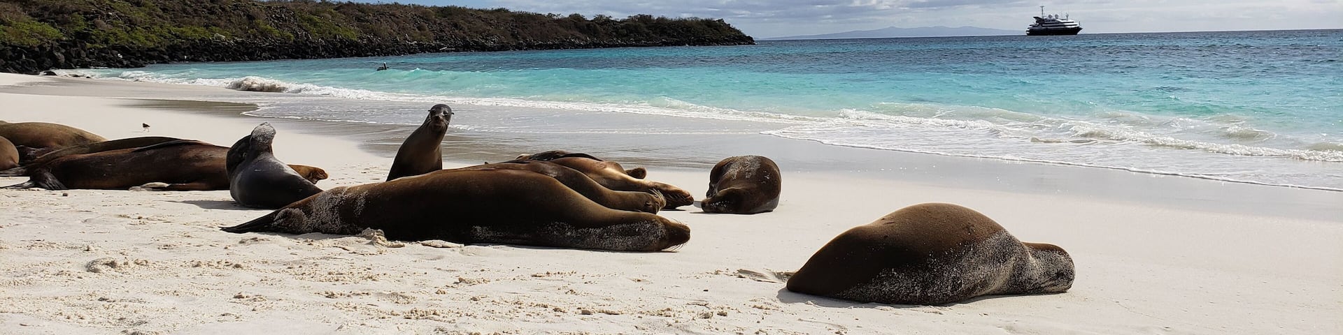 Sea lions soaking in some rays on the island of espanola in the Galapagos. Unfortunately no mai tai's on this beach. #LifeAtExpedia #nature