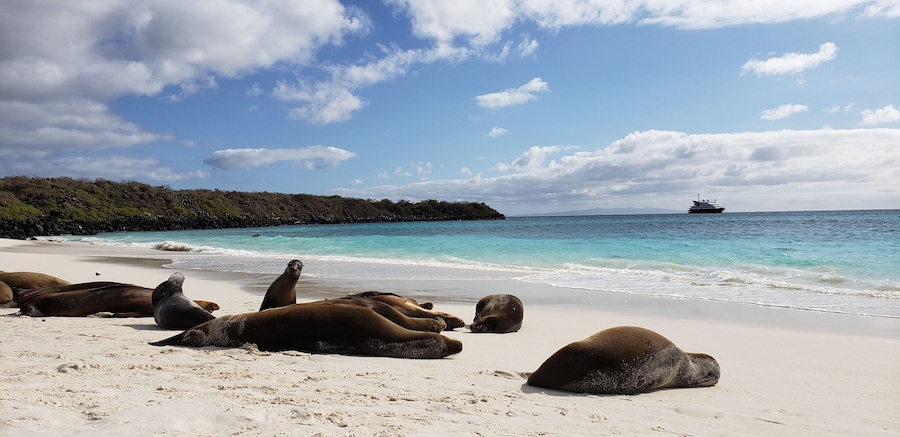 Sea lions soaking in some rays on the island of espanola in the Galapagos. Unfortunately no mai tai's on this beach. #LifeAtExpedia #nature