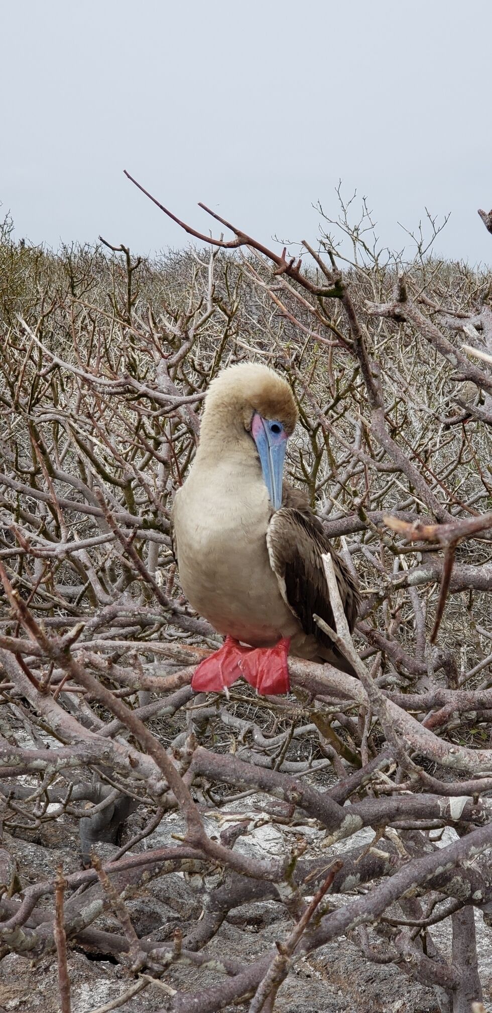 Red footed booby on the island of genovesa in the galapagos. The island is covered in them and they have no fear of people.  #LifeAtExpedia 
