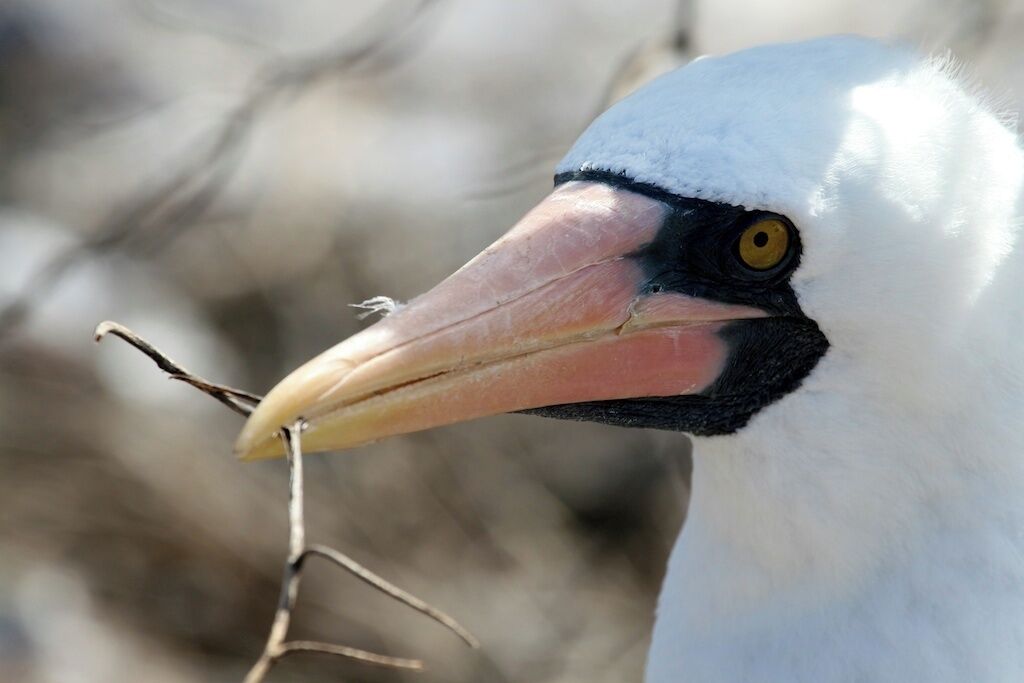 Nazca Booby.  El Barranco, also known as Prince Phillip's steps, on Genovesa Island are carved into the rocks of a steep cliff from the ocean leading up to a huge plateau full of millions of birds.  
#Galapagos Islands, Equador.  #NationalPark