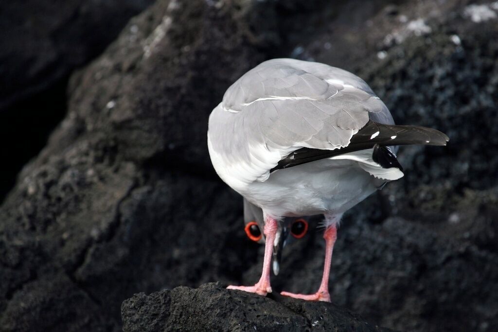 Peek-a-boo!  He was watching us intently from the position - too funny.  This swallow tailed gulls breed on the Galapagos Islands.  During breeding season the ring around their eyes turn bright red.  El Barranco, also known as Prince Phillip's steps, on Genovesa Island are carved into the rocks of a steep cliff from the ocean leading up to a huge plateau full of millions of birds.  
#Galapagos Islands, Equador.  #NationalPark