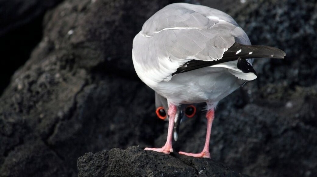 Peek-a-boo! He was watching us intently from the position - too funny. This swallow tailed gulls breed on the Galapagos Islands. During breeding season the ring around their eyes turn bright red. El Barranco, also known as Prince Phillip's steps, on Genovesa Island are carved into the rocks of a steep cliff from the ocean leading up to a huge plateau full of millions of birds.
#Galapagos Islands, Equador. #NationalPark