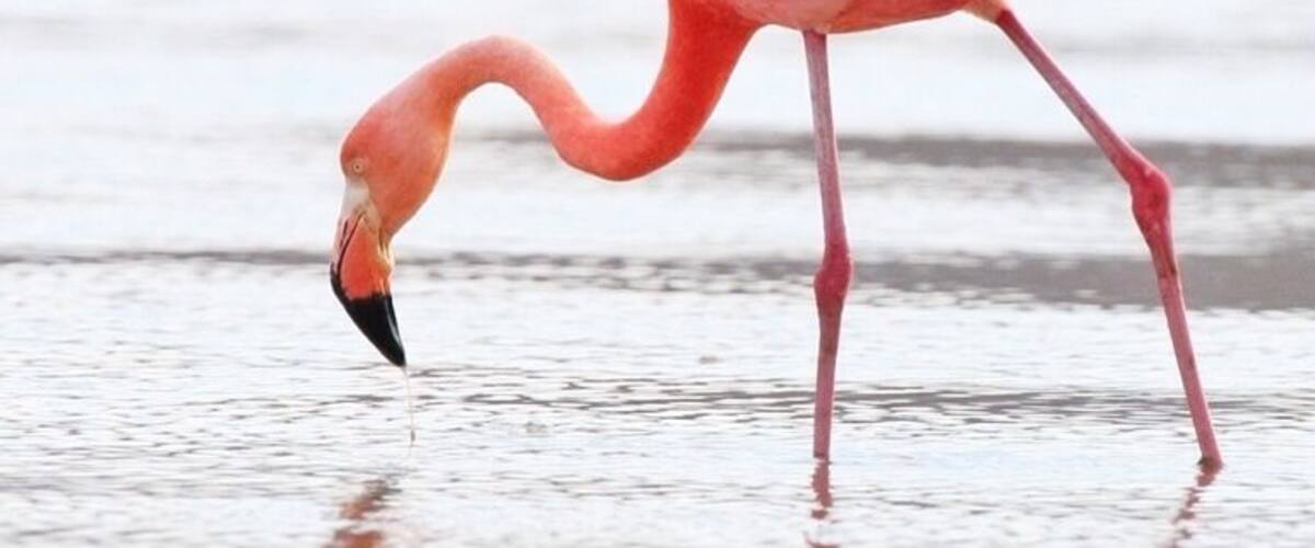 A greater flamingo searching for dinner. There were a few hundred of them wading in the lagoon.
