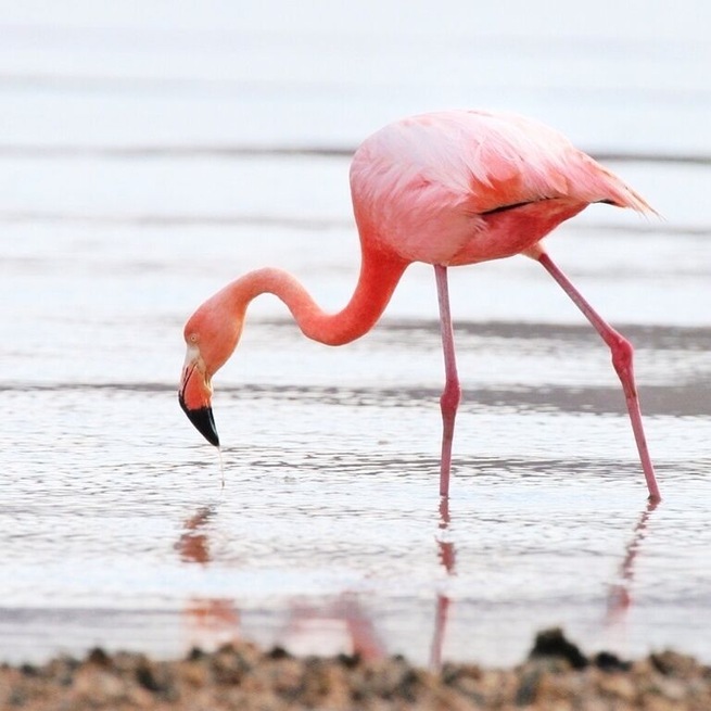 A greater flamingo searching for dinner. There were a few hundred of them wading in the lagoon.