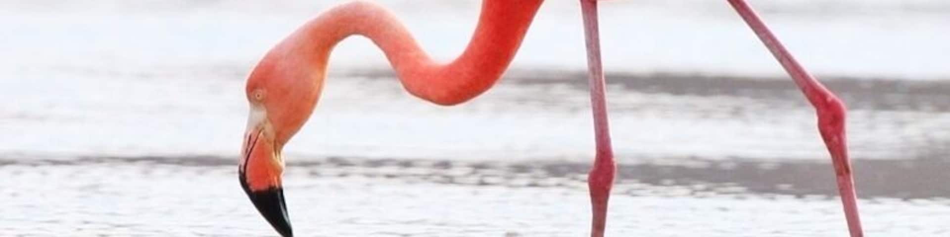 A greater flamingo searching for dinner. There were a few hundred of them wading in the lagoon.