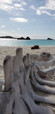 The circle of life. A sea lion napping near a washed up whale skeleton. The best way to see the Galapagos is island hopping on a cruise ship. #LifeAtExpedia