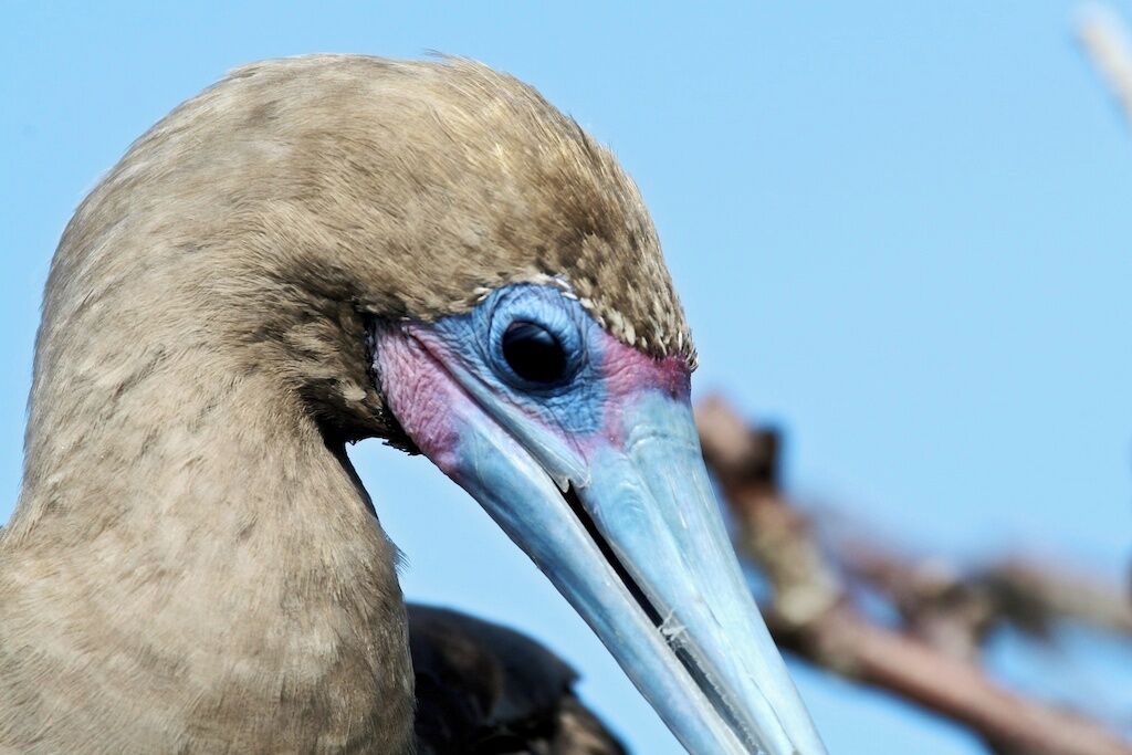 Detailaufnahme des Kopfes eines Vogels mit markantem Schnabel und Auge.