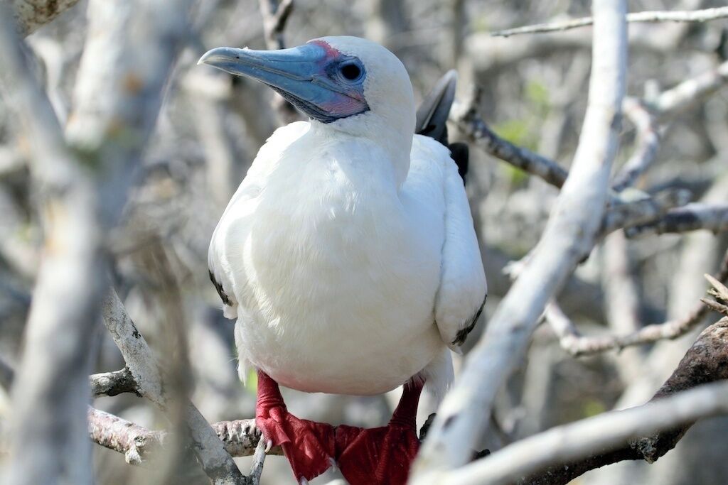 The red-footed booby.  El Barranco, also known as Prince Phillip's steps, on Genovesa Island are carved into the rocks of a steep cliff from the ocean leading up to a huge plateau full of millions of birds.  
#Galapagos Islands, Equador.  #NationalPark