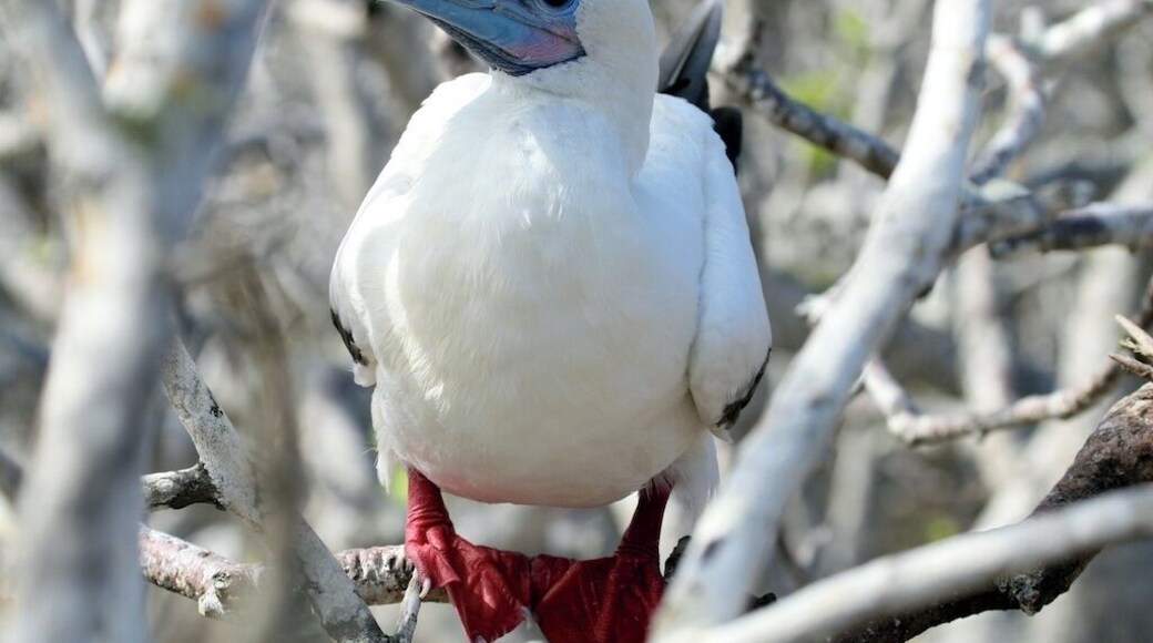 The red-footed booby. El Barranco, also known as Prince Phillip's steps, on Genovesa Island are carved into the rocks of a steep cliff from the ocean leading up to a huge plateau full of millions of birds.
#Galapagos Islands, Equador. #NationalPark