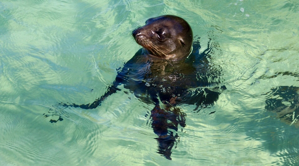 Seal lions 😍 #aquatrove