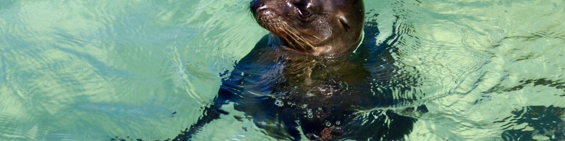 Seal lions 😍 #aquatrove