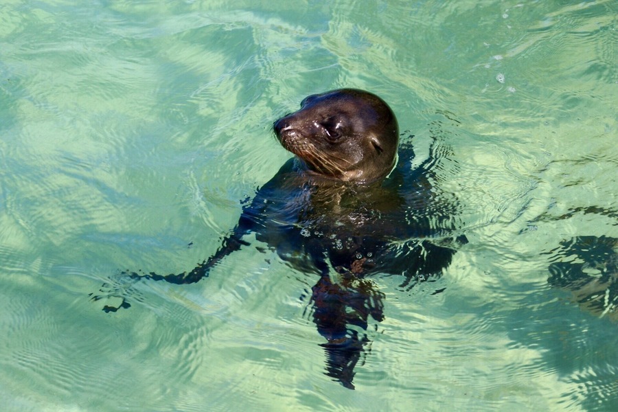 Seal lions 😍 #aquatrove