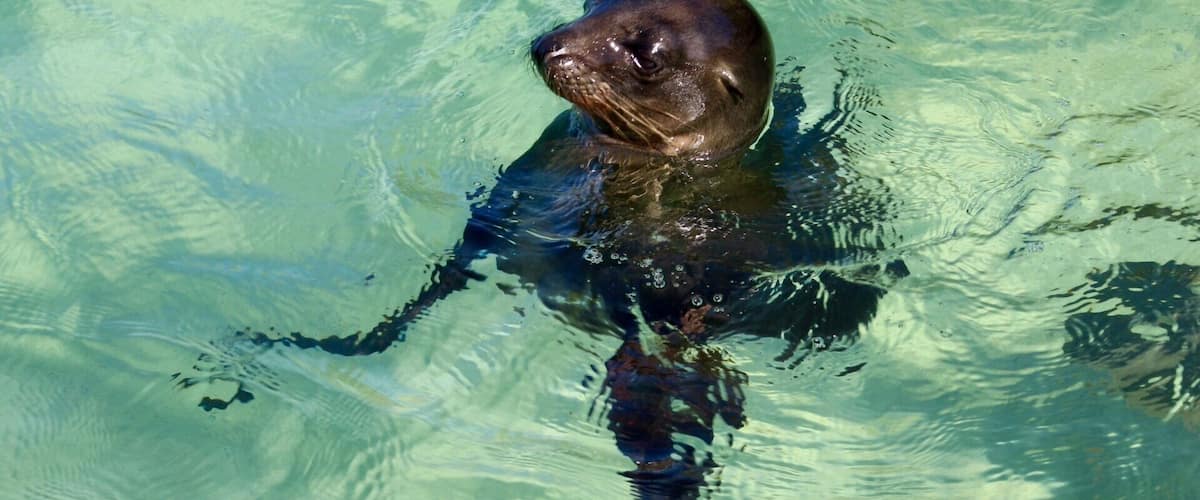 A seal swimming in clear water.