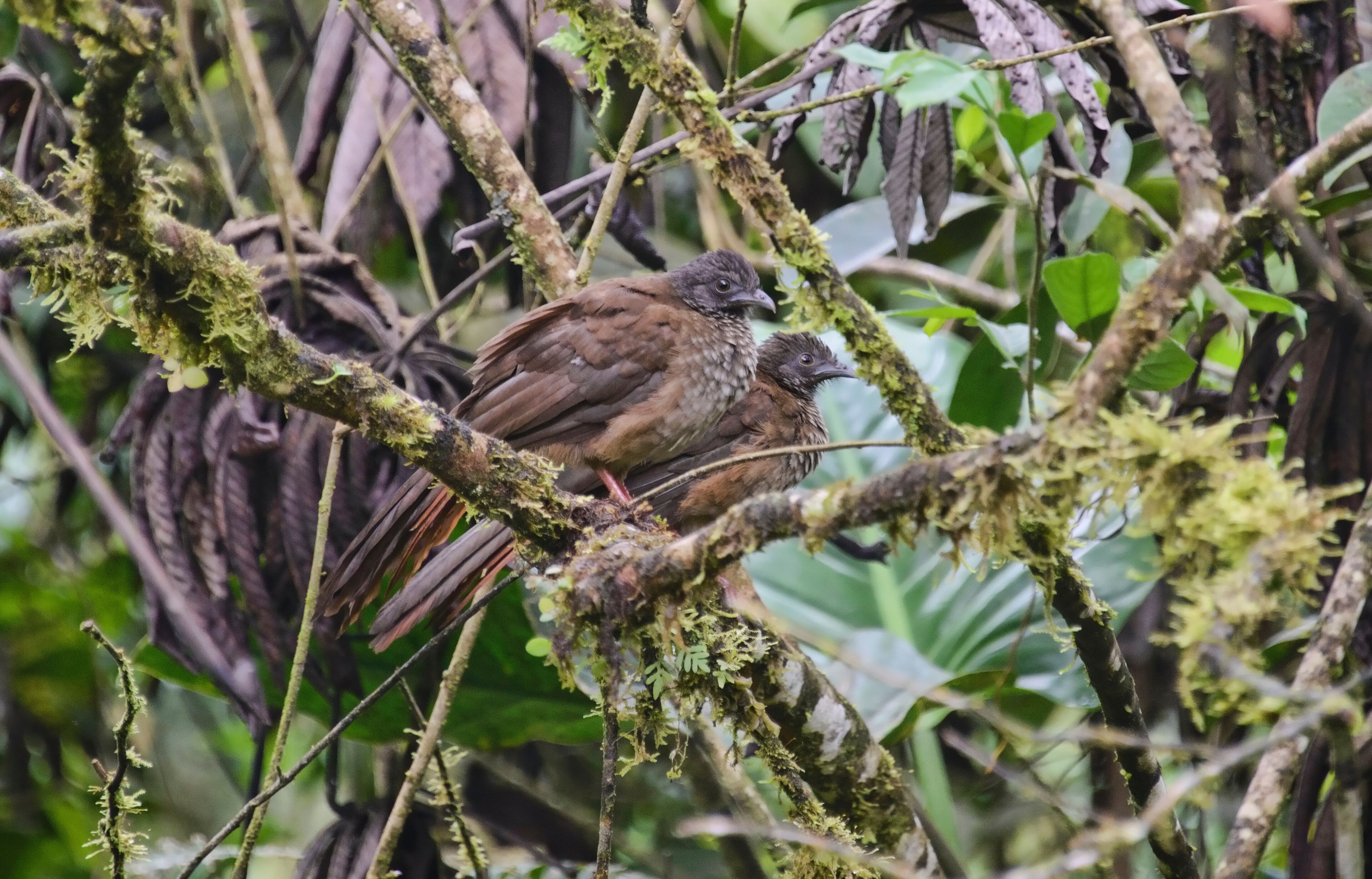 Speckled chachalaca (Ortalis guttata), Copalinga, Podocarpus National Park, Zamora, Ecuador