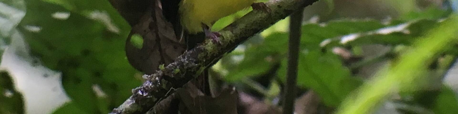 It was amazing to see this little guy in Ecuador. Such beautiful colors! The Napo Wildlife Center Ecolodge is a great place to spend time away from everything.