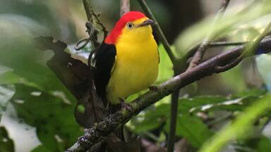 A bird with a red head and yellow chest perched on a branch.