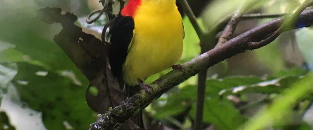 A bird with a red head and yellow chest perched on a branch.