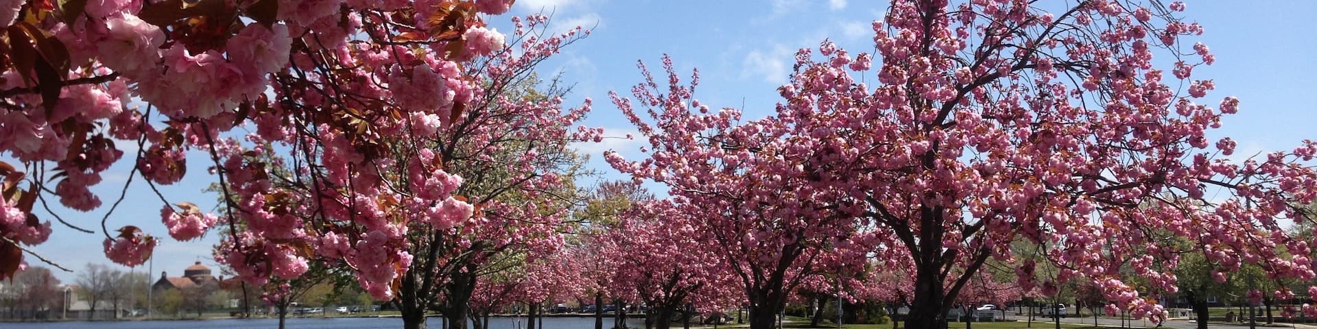 Cherry Blossoms in Bloom at Argyle Park in Babylon, Long Island, New York
