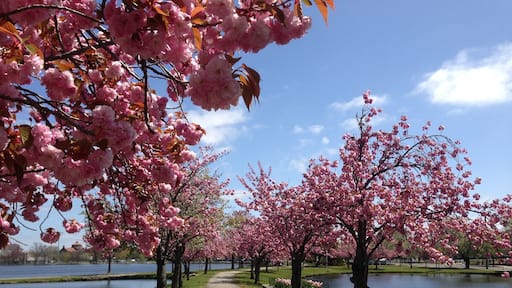 Cherry Blossoms in Bloom at Argyle Park in Babylon, Long Island, New York