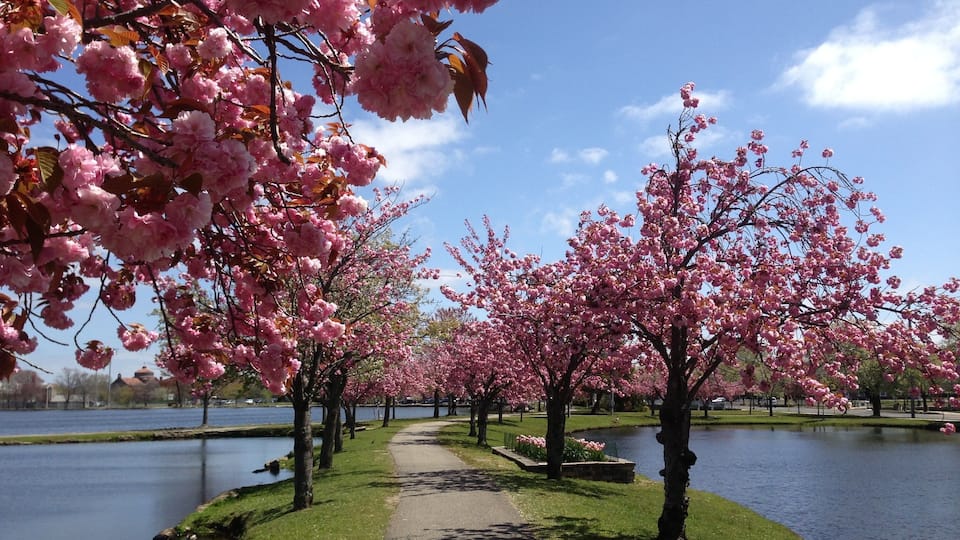 A pathway lined with cherry blossom trees by a lake.