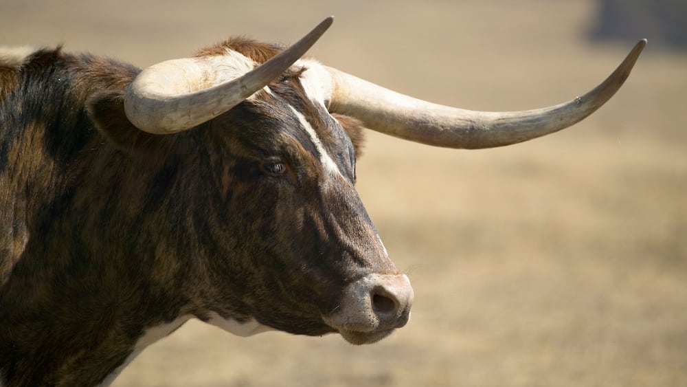 Close-up of Texas Longhorn next to historic Fort Robinson, Nebraska