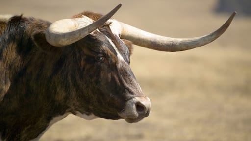 Close-up of Texas Longhorn next to historic Fort Robinson, Nebraska