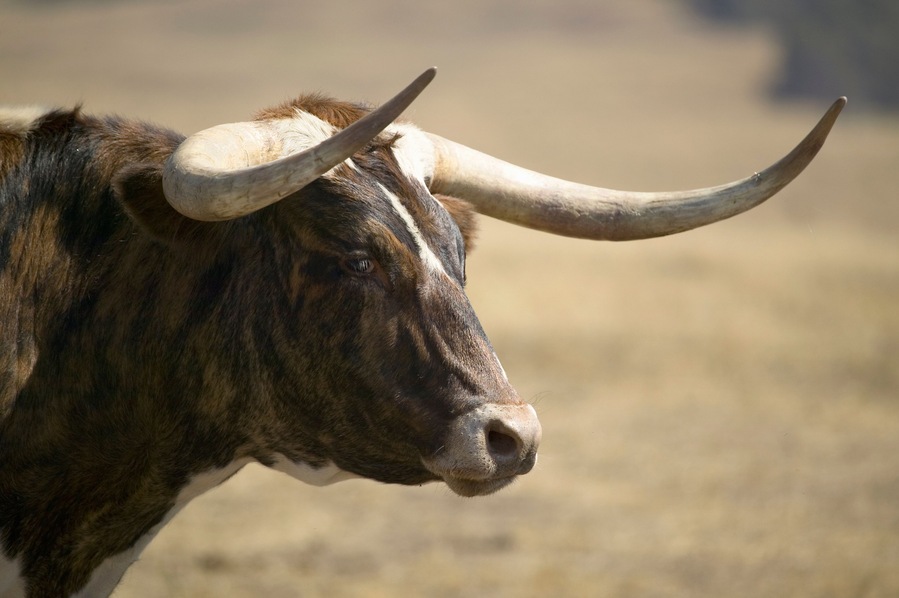 Close-up of Texas Longhorn next to historic Fort Robinson, Nebraska