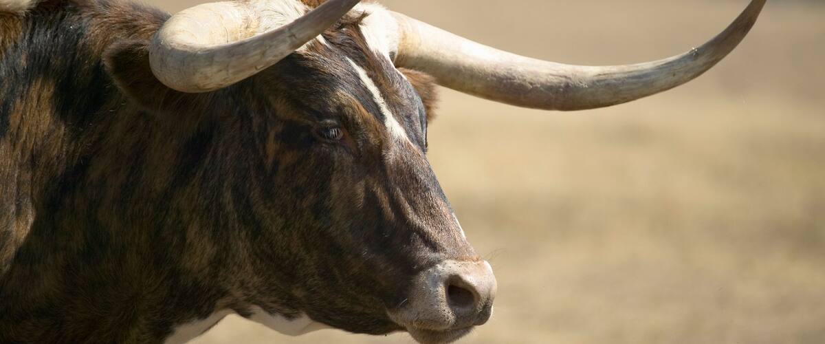 A close-up of a bull with prominent horns and a striped coat.