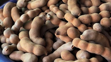 Tamarind