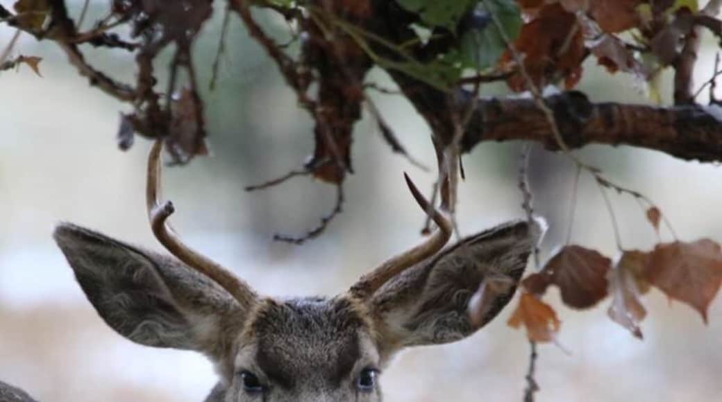 So many deer grazing at dusk