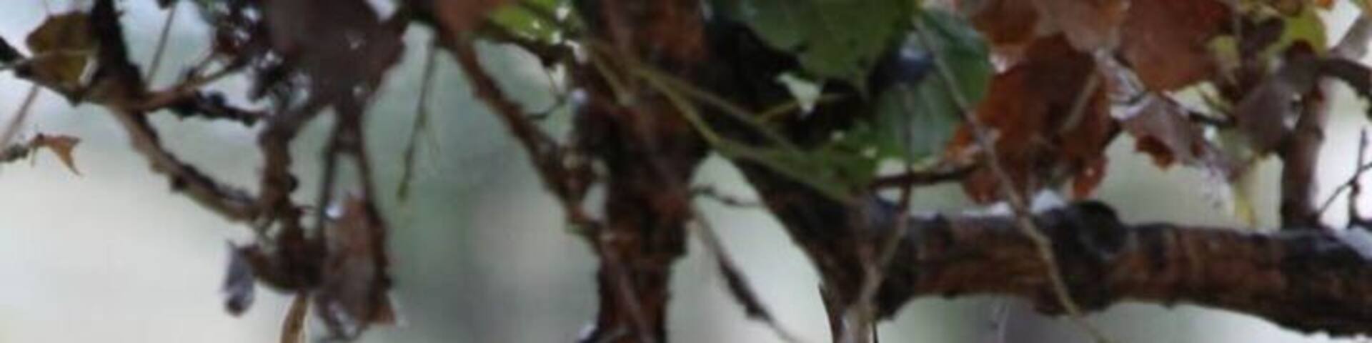 So many deer grazing at dusk