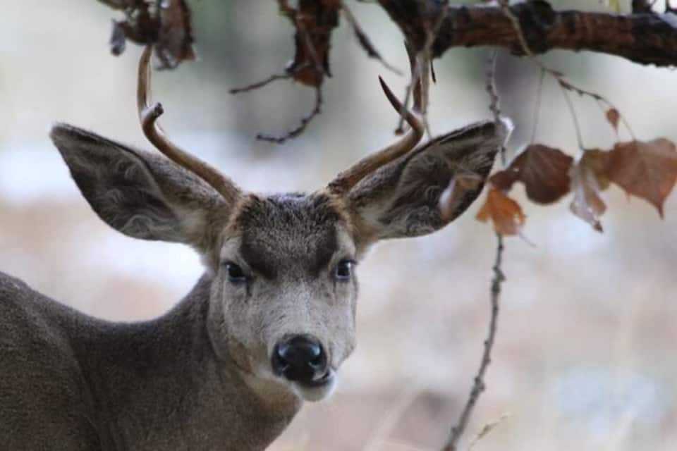 A deer with large antlers standing in a natural setting with trees and foliage.