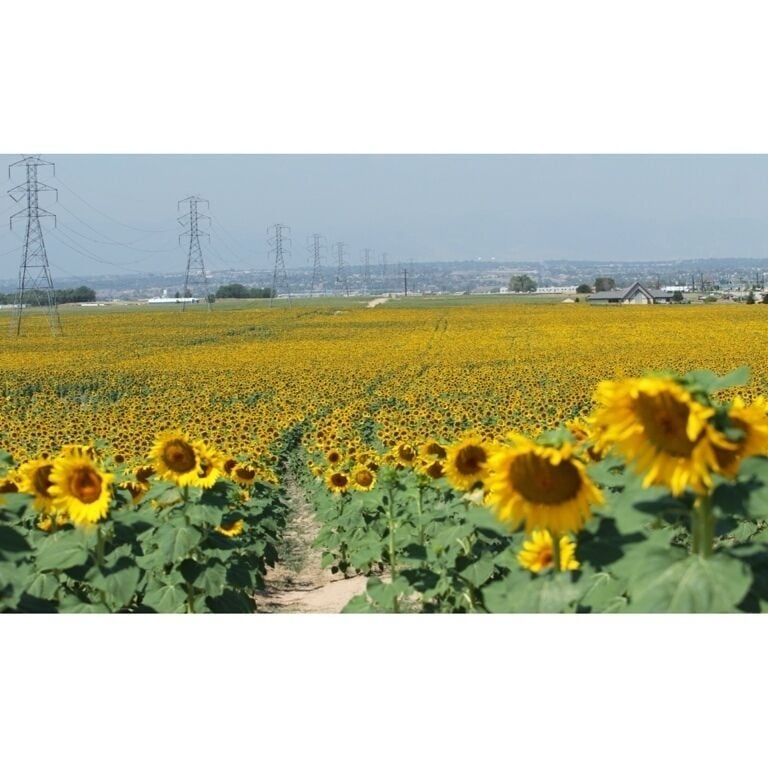 #Sunflowers #summer #color #yellow