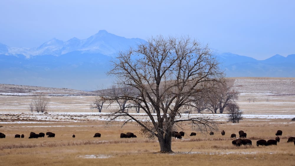 Eine Herde Bisons grast auf einer Wiese mit einem einzelnen Baum und schneebedeckten Bergen im Hintergrund.
