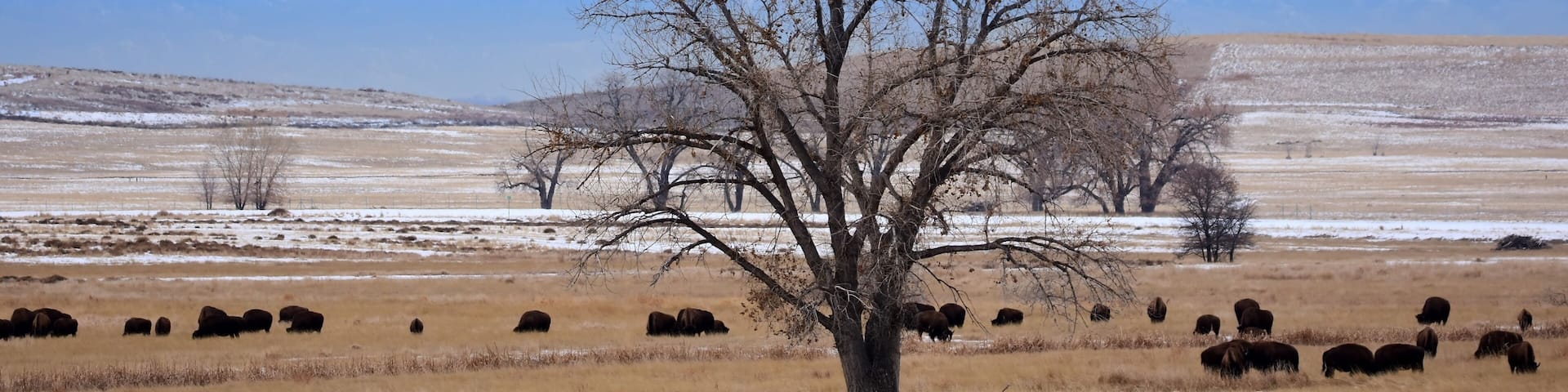 herd of american bison grazing around a solitary cottonwood tree in winter against a mountain backdrop of long's peak in the rocky mountain arsenal wildlife refuge in commerce city, colorado