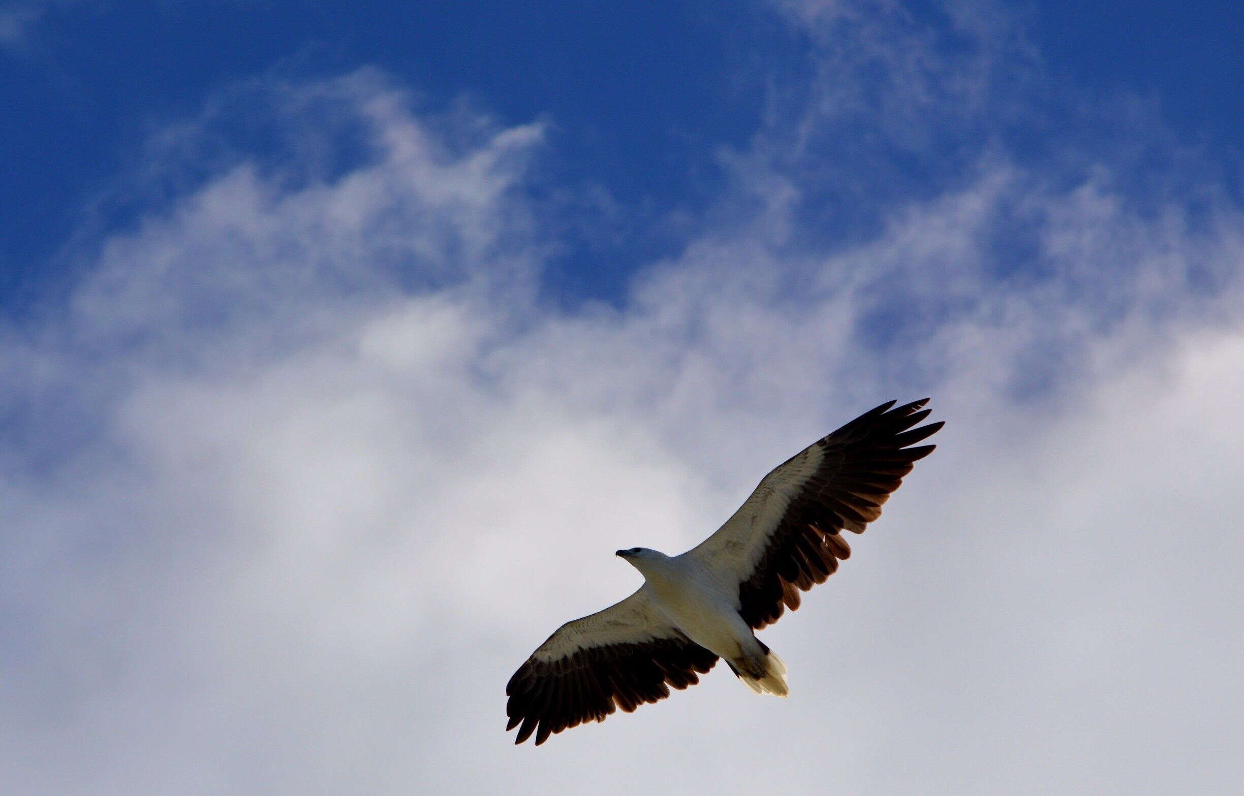 One of the many birds you can spot on top of the Skillion at Terrigal beach
