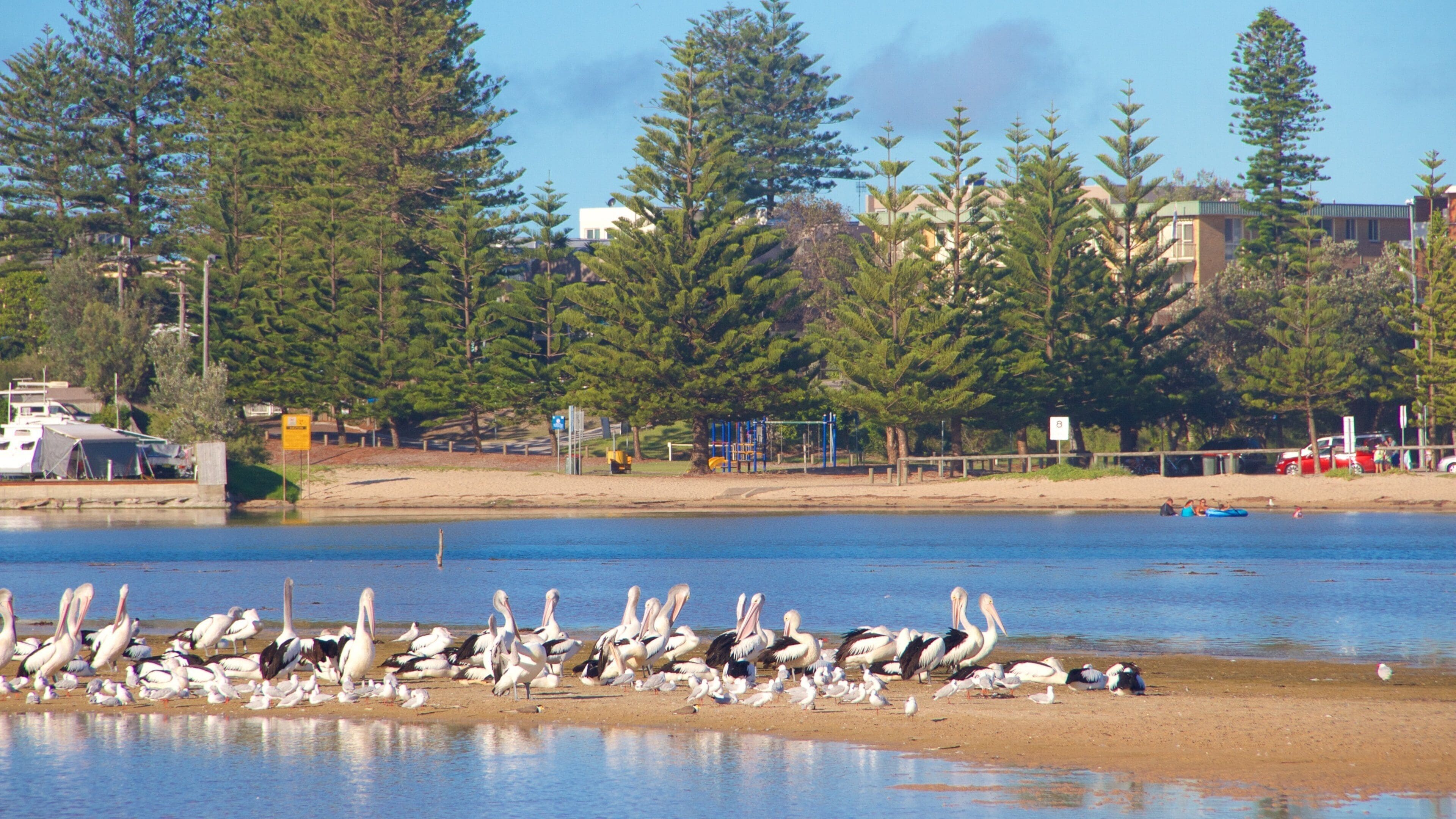 The Entrance which includes bird life and general coastal views