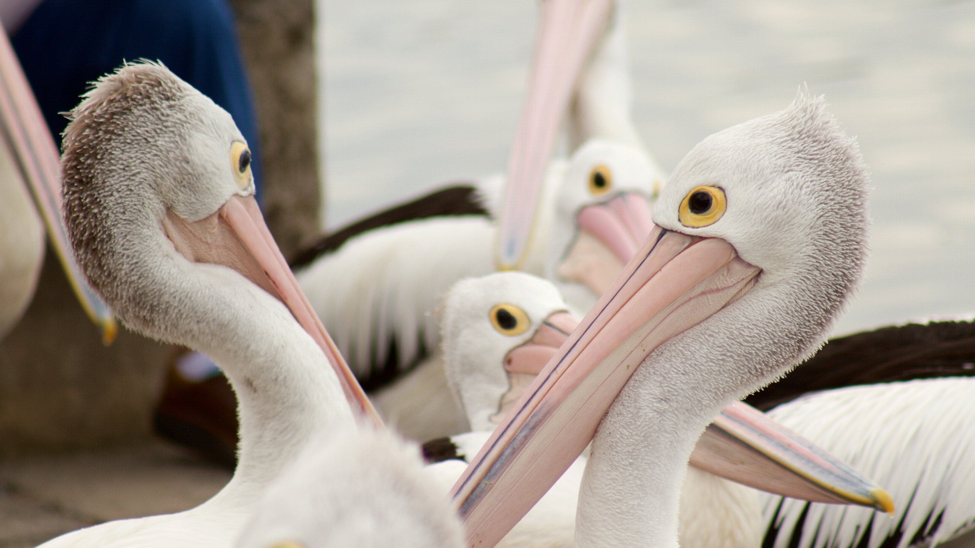 The Entrance which includes bird life