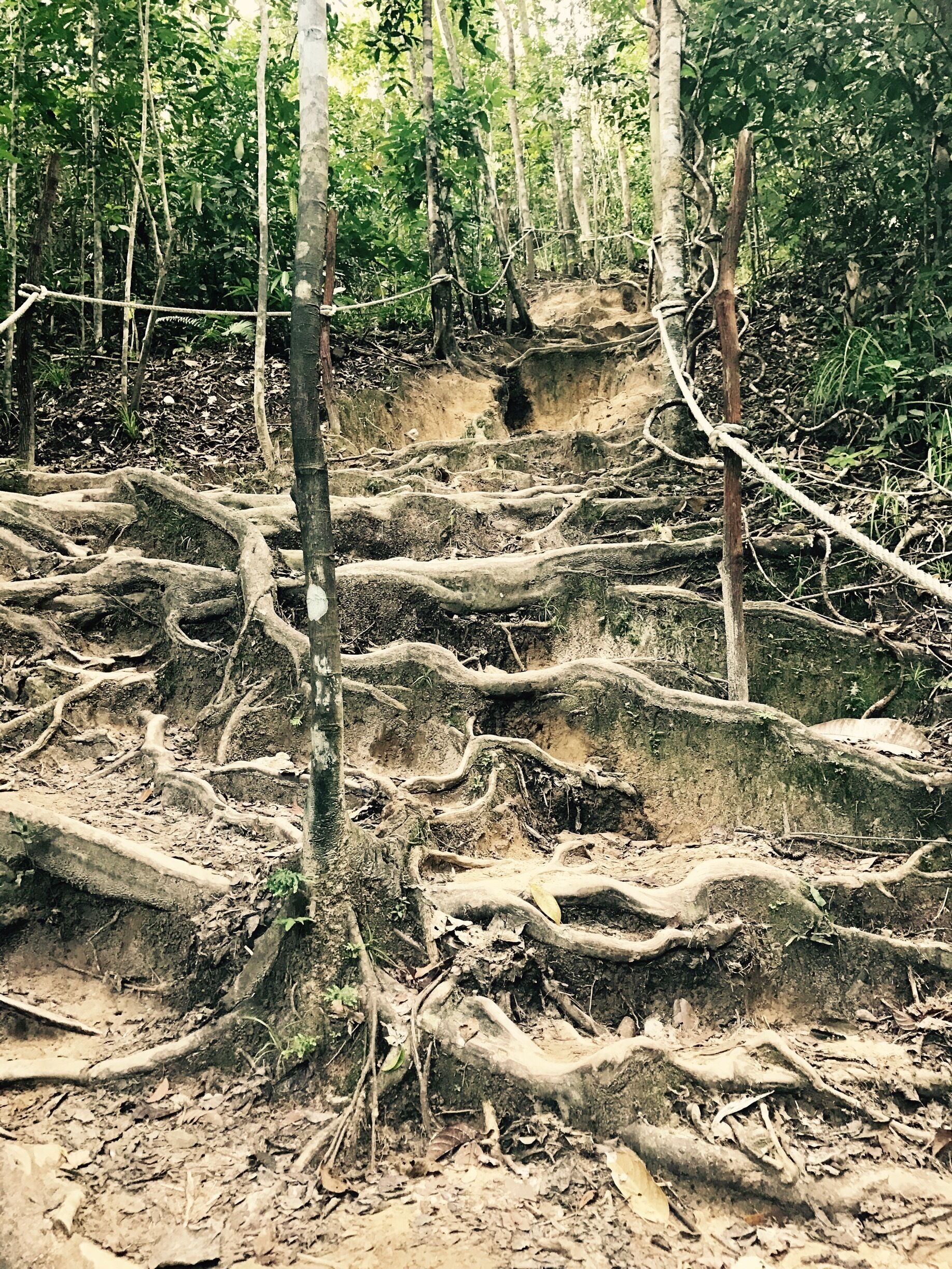 So many trails - lots of monkeys to entertain us as well. Looking forward to doing it again. $1 for a fresh coconut as we left.