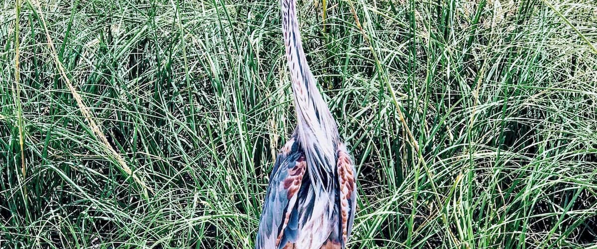 Met a friend hanging out by the water.