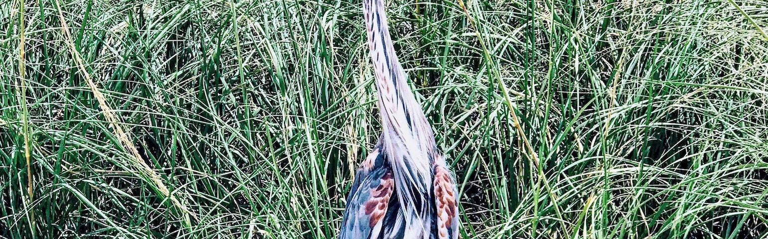 Met a friend hanging out by the water.